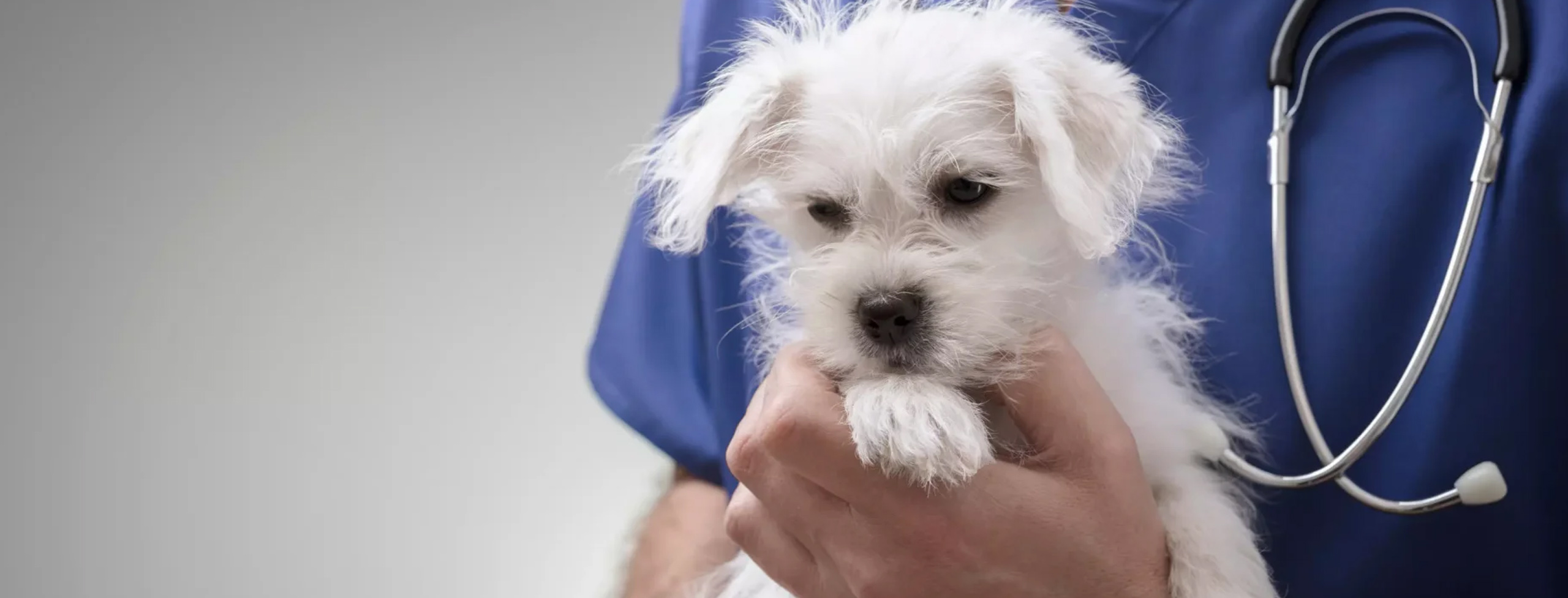 Cannabidiolo CBD per animali