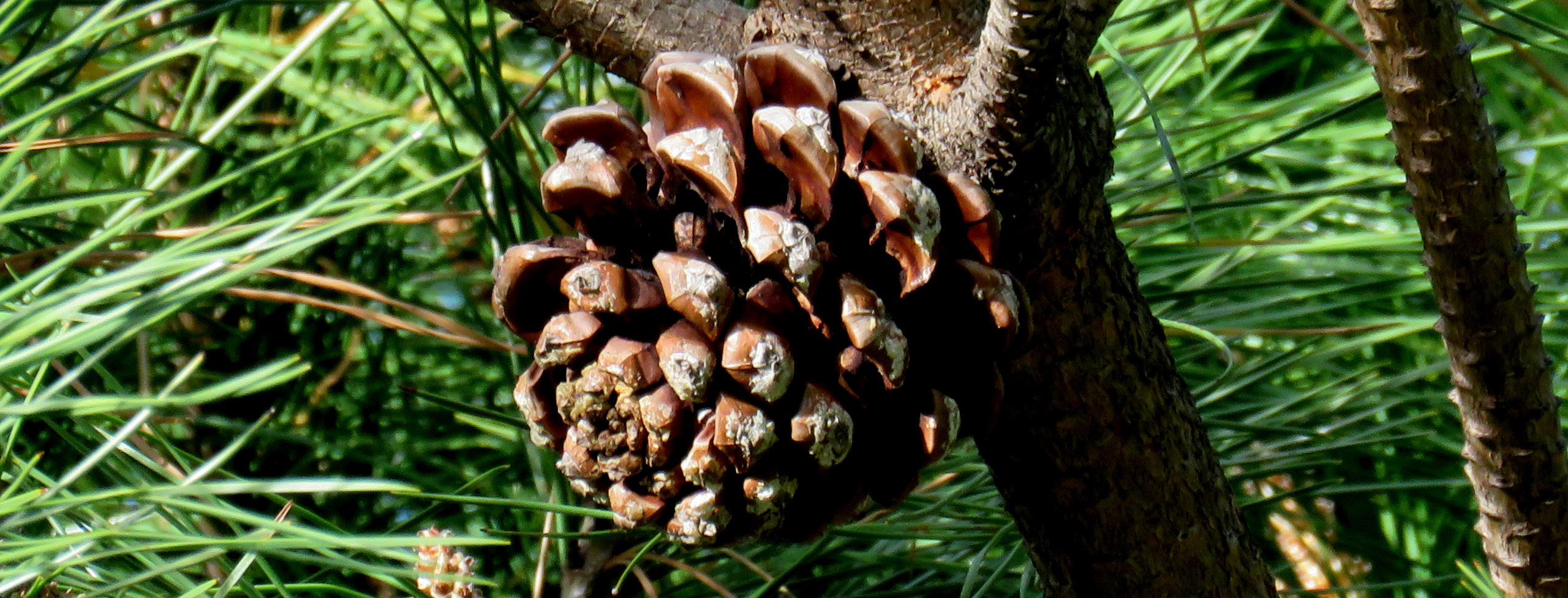 Estratto di corteccia di pino marittimo, fonte naturale di Picnogenolo®